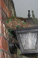 American Robin Nest.jpg