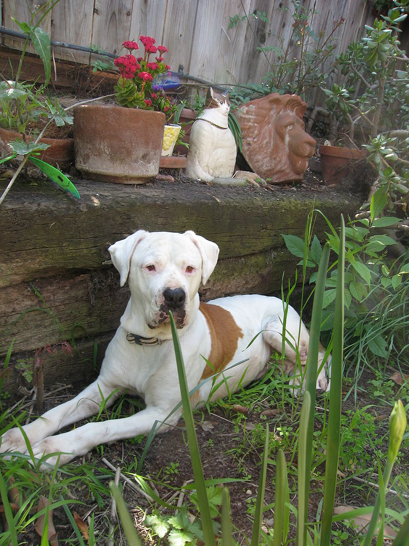 brown and white american bulldog