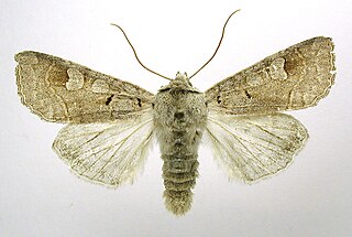 <i>Ammoconia</i> Genus of moths