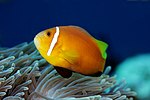 Miniatura para Amphiprion nigripes