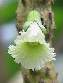 Amphitecna macrophylla5.jpg