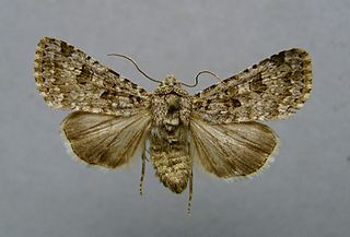 <i>Anarta stigmosa</i> Species of moth