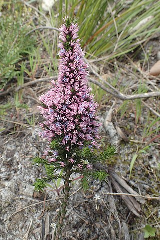 <i>Andersonia caerulea</i> Species of flowering plant