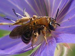 Andrena curvungula.jpg