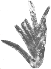 Anemia gunni Anemia gunni holotype USNM 43246.png