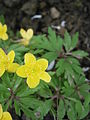 Anemone ranunculoides close-up