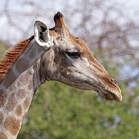 Angolan giraffe (Giraffa camelopardalis angolensis) female head.jpg