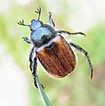 Anisoplia villosa