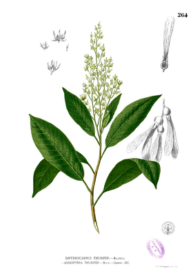 Anisoptera thurifera Blanco2.264.png