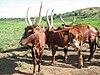 Ankole Cattle.jpg