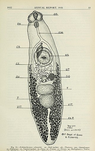 <i>Echinochasmus schwartzi</i> Species of fluke