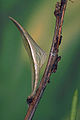 Anthocharis cardamines chrysalis.jpg