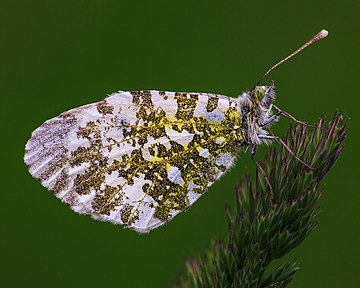 Anthocharis cardamines