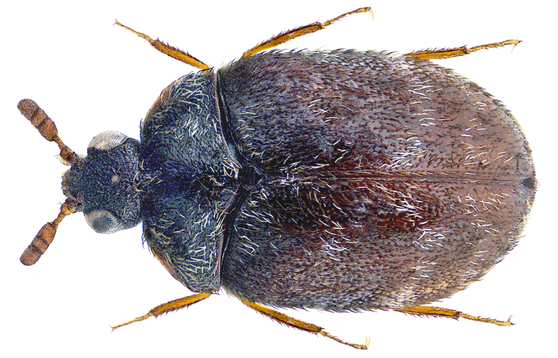 File:Anthrenocerus australis (Hope, 1843) (30504790893).png