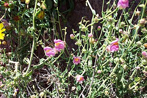 Antirrhinum charidemi1.jpg