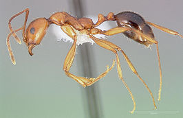 Aphaenogaster boulderensis