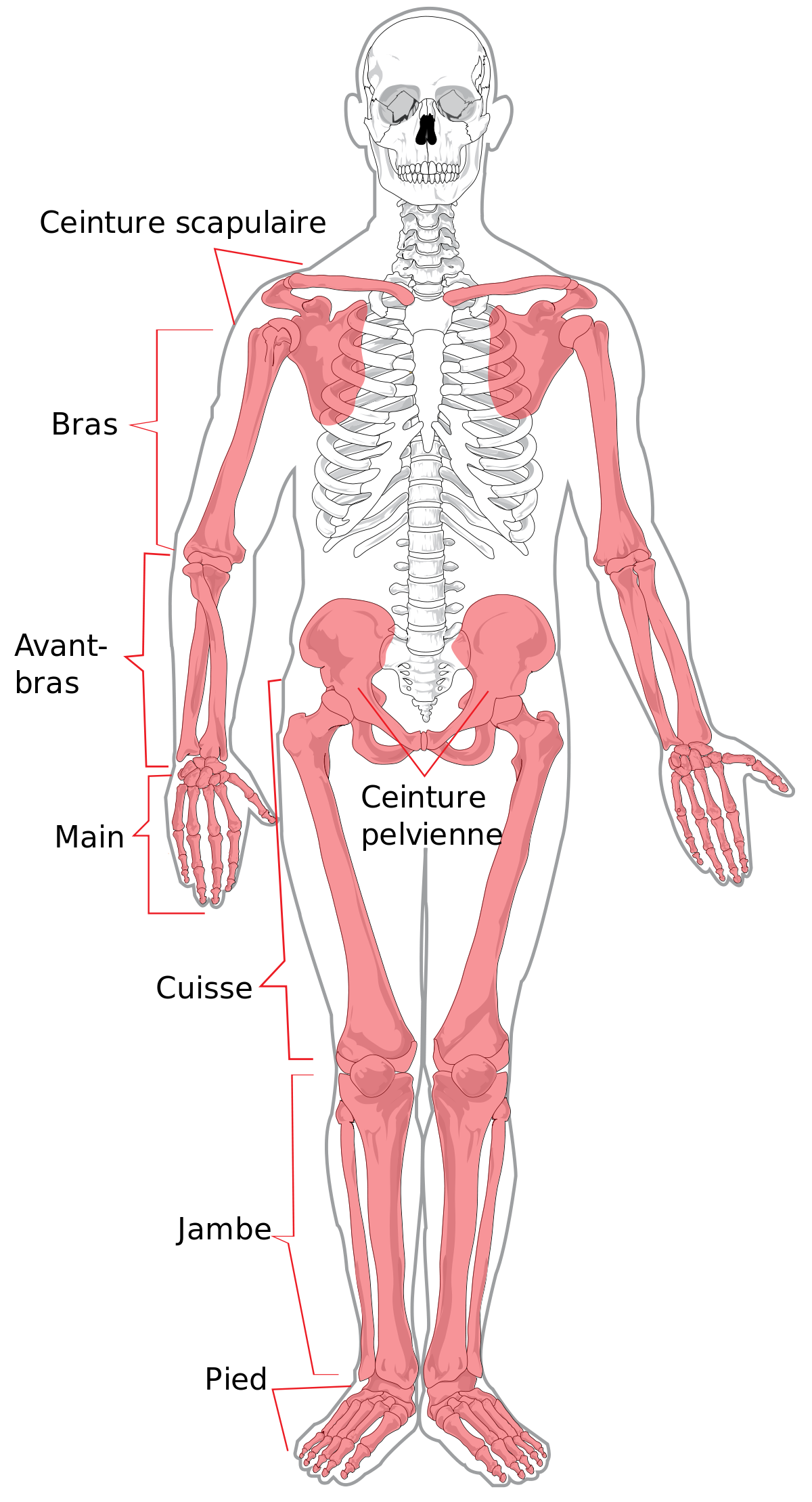 Quels sont les os du corps humain ?