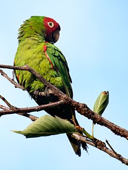 Stor soldaterarabestille erythrogenys - San Francisco - feral parrods præ-ening- 8. jpg