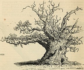 Arboretum et fruticetum britannicum veya - Britanya'nın yerli ve yabancı, dayanıklı ve yarı dayanıklı ağaç ve çalıları, resimsel ve botanik olarak tasvir edilmiş ve bilimsel ve popüler olarak tanımlanmış (19756113471) .jpg