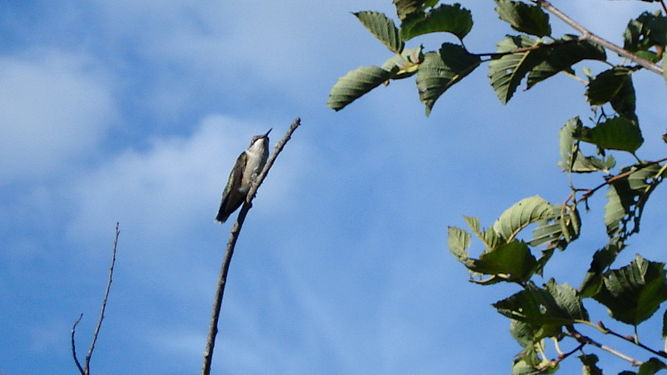 Ruby-throated Hummingbird (Archilochus colubris), Female