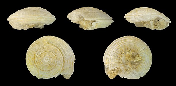 Architectonica plicata