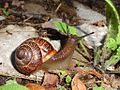 Arianta arbustorum (ru:Древесная арианта) (en:Copse snail) (de:Gefleckte Schnirkelschnecke, Baumschnecke oder Baumschnirkelschnecke) (lv:Raibais vīngliemezis)