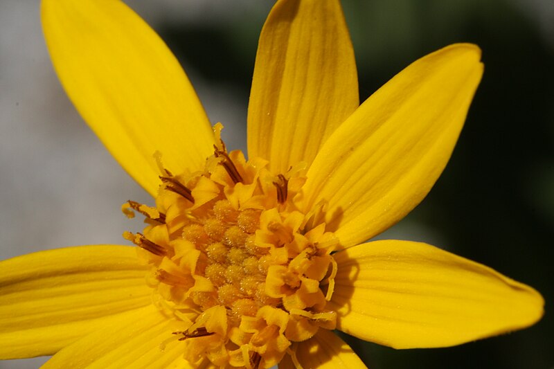 File:Arnica mollis 0045.JPG