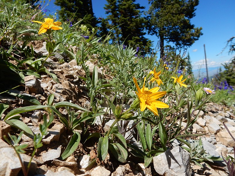 File:Arnica rydbergii - Rydberg's arnica - Flickr - Matt Lavin (8).jpg