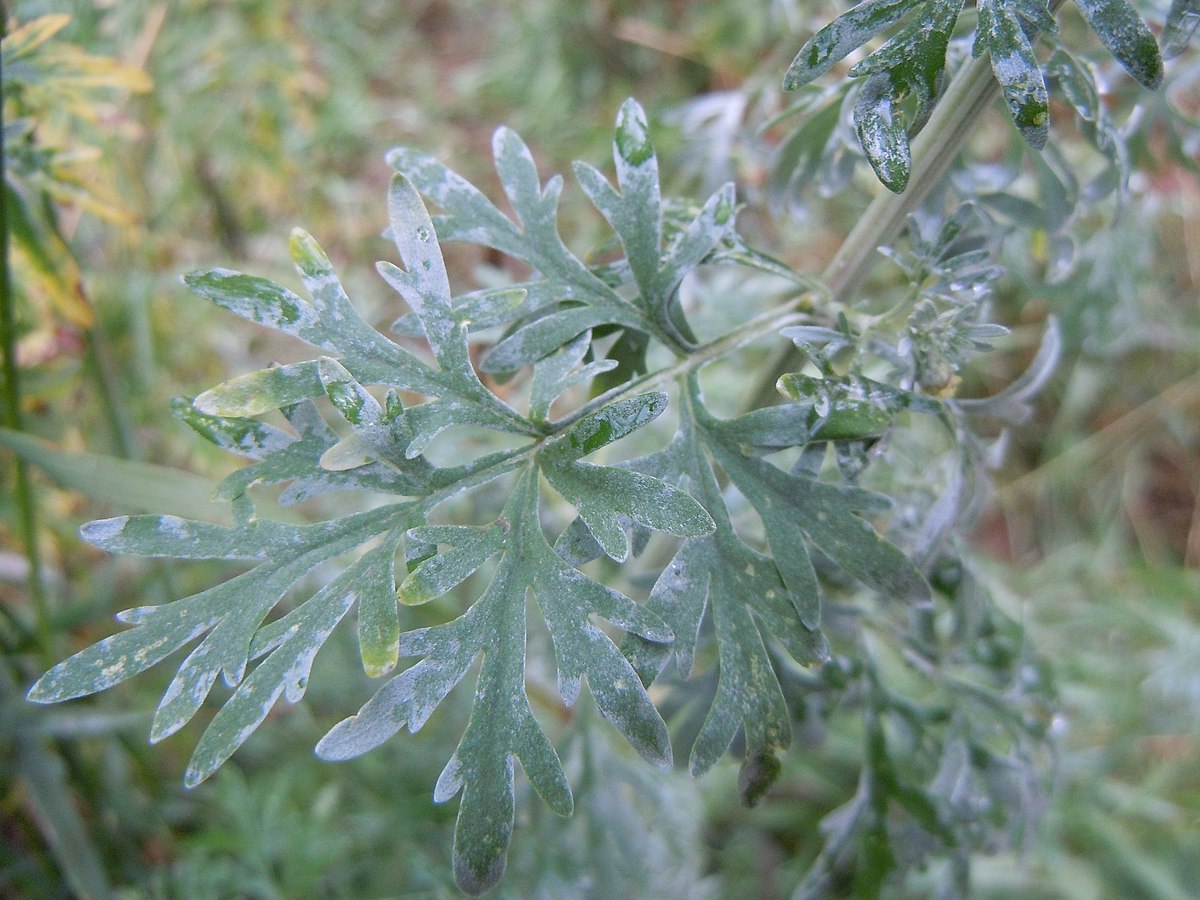 Полынь горькая (Artemisia absinthium)परव