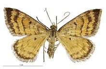 Asaphodes abrogata female.jpg