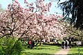 de:Magnolienhain (Aschaffenburg) im Frühjahr 2017