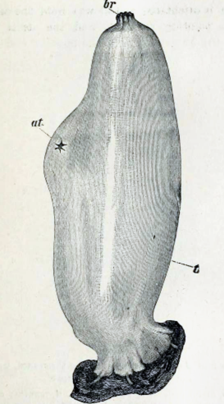 Ascidia mentula 001.png