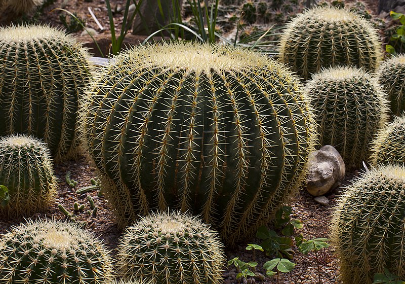 File:Asiento de suegra (Echinocactus grusonii), jardín botánico de Tallinn, Estonia, 2012-08-13, DD 01.JPG