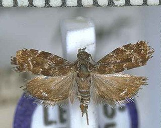 <i>Asterivora analoga</i> Species of moth, endemic to New Zealand