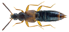 Atheta brunneipennis (Tomson, 1852) Erkak (29725133340) .png