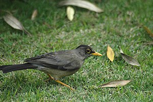 Magellan Thrush (Turdus falcklandii)