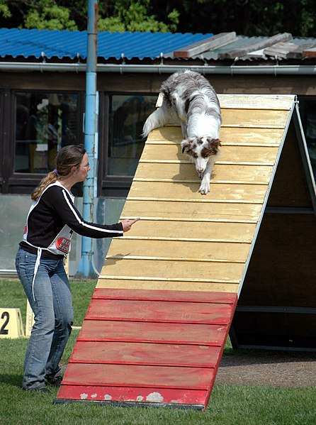 File:Australian Shepherd red-merle agility A-frame.jpg