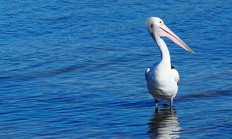 File:Australian pelican at Emu bay, kangaroo island South Australia.jpg