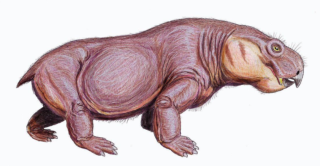 File:Australobarbarus1DB.jpg