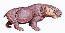 Australobarbarus platycephalus