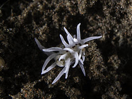 Okenia brunneomaculata