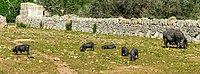 Rank: 30 Black Iberian pigs (Sus scrofa domesticus) in Mallorca