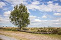 * Nomination Walking tour of the Balloërveld. Panorama over overgrown heather. --Famberhorst 17:32, 5 July 2017 (UTC) * Promotion Good quality. --XRay 18:08, 5 July 2017 (UTC)