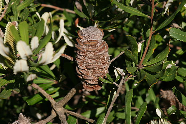 Old bare spike with follicles, Stanwell Tops, New South Wales