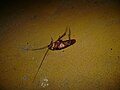 A Cockroach in Alcobaça, Bahia.