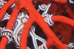 File:Basket star mouth.jpg (Category:Astrocladus euryale)