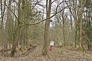 Mixed forest in the north of the Bassumer Friedeholz in winter