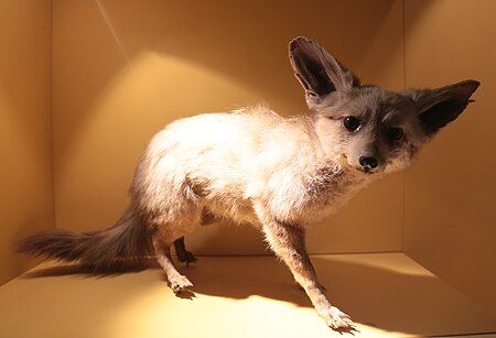 Tập_tin:Bat-eared_fox_(Otocyon_megalotis),_Natural_History_Museum,_London,_Mammals_Gallery.JPG