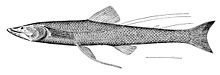 B. quadrifilis Bathypterois quadrifilis.jpg