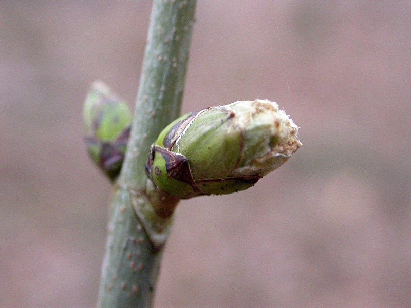 File:Baumknospen im Frühjahr.jpg